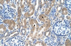 Invitrogen RAP Polyclonal Antibody 100 &mu;L; Unconjugated:Antibodies,