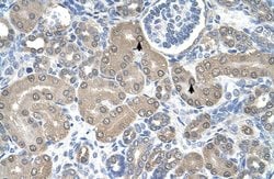 Invitrogen TRAP alpha Polyclonal Antibody 100 &mu;L | Buy Online | Invitrogen&trade; | Fisher Scientific