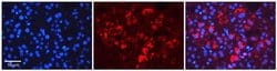 Invitrogen Tapasin Polyclonal Antibody 100 &mu;L; Unconjugated:Antibodies,