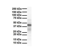 Invitrogen Tapasin Polyclonal Antibody 100 &mu;L; Unconjugated:Antibodies,