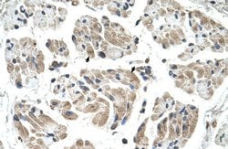 Invitrogen CHST1 Polyclonal Antibody 100 &mu;L; Unconjugated:Antibodies,