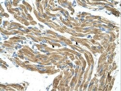 Invitrogen HAL Polyclonal Antibody 100 &mu;L; Unconjugated:Antibodies,