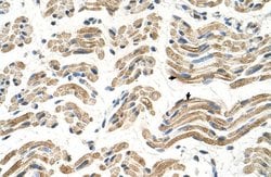 Invitrogen ALDH4A1 Polyclonal Antibody 100 &mu;L; Unconjugated:Antibodies,