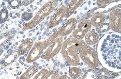 Invitrogen TDO2 Polyclonal Antibody 100 &mu;L; Unconjugated:Antibodies,