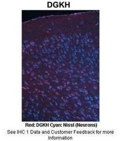Invitrogen DGKH Polyclonal Antibody 100 &mu;L; Unconjugated:Antibodies,