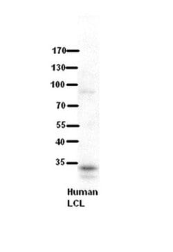 RRP1B Polyclonal Antibody:Antibodies, Polyclonal