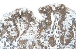 POFUT2 Polyclonal Antibody:Antibodies, Polyclonal
