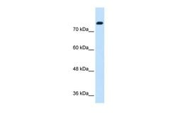 Invitrogen SIK1 Polyclonal Antibody 100 &mu;L; Unconjugated:Antibodies,