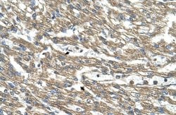 Invitrogen CTH Polyclonal Antibody 100 &mu;L; Unconjugated:Antibodies,