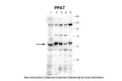 Invitrogen PPAT Polyclonal Antibody 100 &mu;L; Unconjugated:Antibodies,