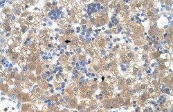Invitrogen PEX3 Polyclonal Antibody 100 &mu;L; Unconjugated:Antibodies,