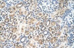 Invitrogen RFC5 Polyclonal Antibody 100 &mu;L; Unconjugated:Antibodies,