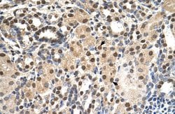 Invitrogen PHAP III Polyclonal Antibody 100 &mu;L | Buy Online | Invitrogen&trade; | Fisher Scientific