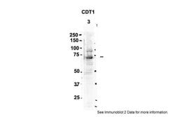Invitrogen CDT1 Polyclonal Antibody 100 &mu;L; Unconjugated:Antibodies,