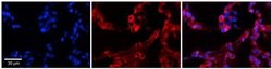 Invitrogen GPAA1 Polyclonal Antibody 100 &mu;L | Buy Online | Invitrogen&trade; | Fisher Scientific