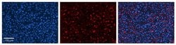 Invitrogen GPAA1 Polyclonal Antibody 100 &mu;L | Buy Online | Invitrogen&trade; | Fisher Scientific