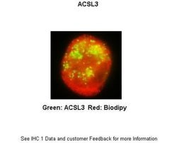 Invitrogen ACSL3 Polyclonal Antibody 100 &mu;L; Unconjugated:Antibodies,