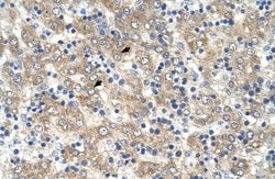 Invitrogen TSPAN32 Polyclonal Antibody 100 &mu;L; Unconjugated:Antibodies,