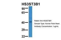 Invitrogen HS3ST3B1 Polyclonal Antibody 100 &mu;L; Unconjugated:Antibodies,