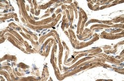 Invitrogen FICD Polyclonal Antibody 100 &mu;L; Unconjugated:Antibodies,