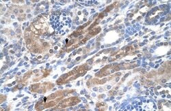 Invitrogen KIAA0319 Polyclonal Antibody 100 &mu;L; Unconjugated:Antibodies,