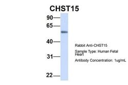 Invitrogen CHST15 Polyclonal Antibody 100 &mu;L; Unconjugated:Antibodies,