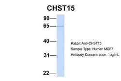 Invitrogen CHST15 Polyclonal Antibody 100 &mu;L; Unconjugated:Antibodies,