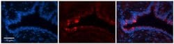 Invitrogen NETO2 Polyclonal Antibody 100 &mu;L; Unconjugated:Antibodies,
