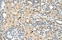 Invitrogen TMEM30A Polyclonal Antibody 100 &mu;L; Unconjugated:Antibodies,