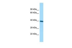 Invitrogen TMEM30A Polyclonal Antibody 100 &mu;L; Unconjugated:Antibodies,