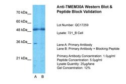 Invitrogen TMEM30A Polyclonal Antibody 100 &mu;L; Unconjugated:Antibodies,