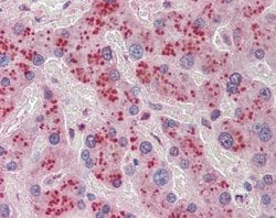 Invitrogen NDRG2 Polyclonal Antibody 100 &mu;L; Unconjugated:Antibodies,