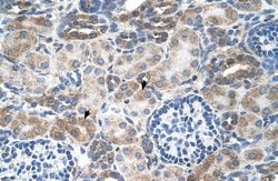 Invitrogen SLC14A1 Polyclonal Antibody 100 &mu;L; Unconjugated:Antibodies,