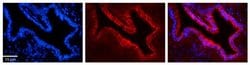 Invitrogen UMPS Polyclonal Antibody 100 &mu;L; Unconjugated:Antibodies,