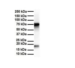 Invitrogen APEH Polyclonal Antibody 100 &mu;L; Unconjugated:Antibodies,