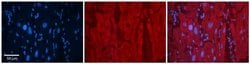 Invitrogen SELENBP1 Polyclonal Antibody 100 &mu;L; Unconjugated:Antibodies,