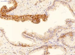Invitrogen GADD45B Polyclonal Antibody 100 &mu;L; Unconjugated:Antibodies,