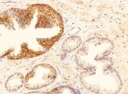 Invitrogen GADD45B Polyclonal Antibody 100 &mu;L; Unconjugated:Antibodies,