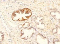 Invitrogen GADD45B Polyclonal Antibody 100 &mu;L; Unconjugated:Antibodies,