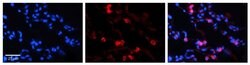 Invitrogen Transketolase Polyclonal Antibody 100 &mu;L | Buy Online | Invitrogen&trade; | Fisher Scientific