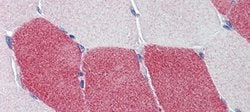 Invitrogen HMGCS1 Polyclonal Antibody 100 &mu;L; Unconjugated:Antibodies,