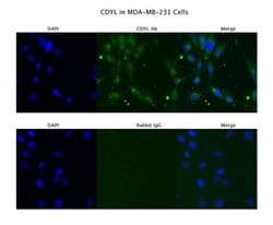 Invitrogen CDYL Polyclonal Antibody 100 &mu;L; Unconjugated:Antibodies,