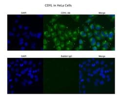 Invitrogen CDYL Polyclonal Antibody 100 &mu;L; Unconjugated:Antibodies,