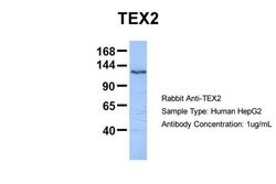 Invitrogen TEX2 Polyclonal Antibody 100 &mu;L; Unconjugated:Antibodies,