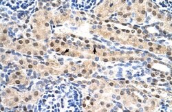 Invitrogen SULF2 Polyclonal Antibody 100 &mu;L; Unconjugated:Antibodies,