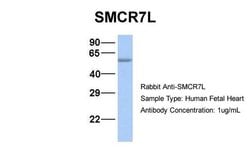 Invitrogen SMCR7L Polyclonal Antibody 100 &mu;L; Unconjugated:Antibodies,