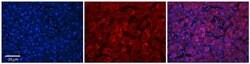 Invitrogen UGT1A7 Polyclonal Antibody 100 &mu;L; Unconjugated:Antibodies,