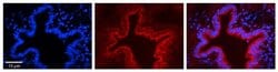 Invitrogen SRPRB Polyclonal Antibody 100 &mu;L; Unconjugated:Antibodies,
