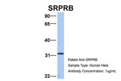 Invitrogen SRPRB Polyclonal Antibody 100 &mu;L; Unconjugated:Antibodies,