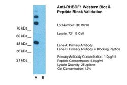Invitrogen RHBDF1 Polyclonal Antibody 100 &mu;L; Unconjugated:Antibodies,